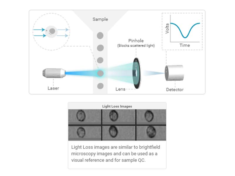 Light-Loss (Imaging) Light-Loss (Imaging)