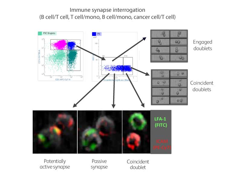 Isolating Biologically Relevant Doubles