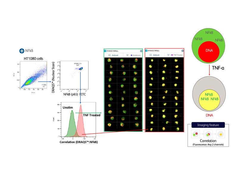 Resolving sub-populations with spacial marker distribution