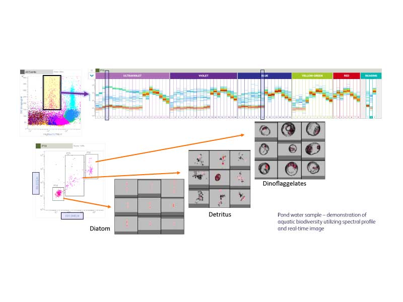 Label-free Identification