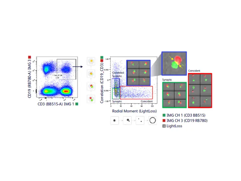 Combining immunophenotyping and imaging