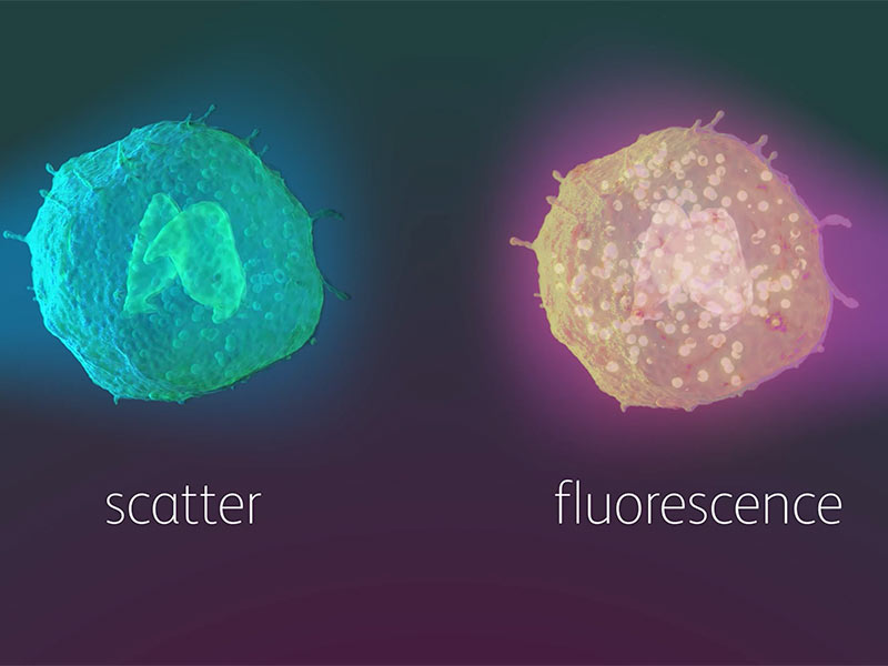 BD CellView Image Technology