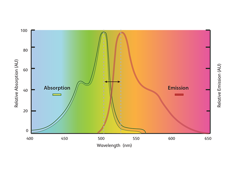 Relative absorption and emission spectra. Relative absorption and emission spectra.