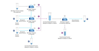 磁気分離 | BD Biosciences
