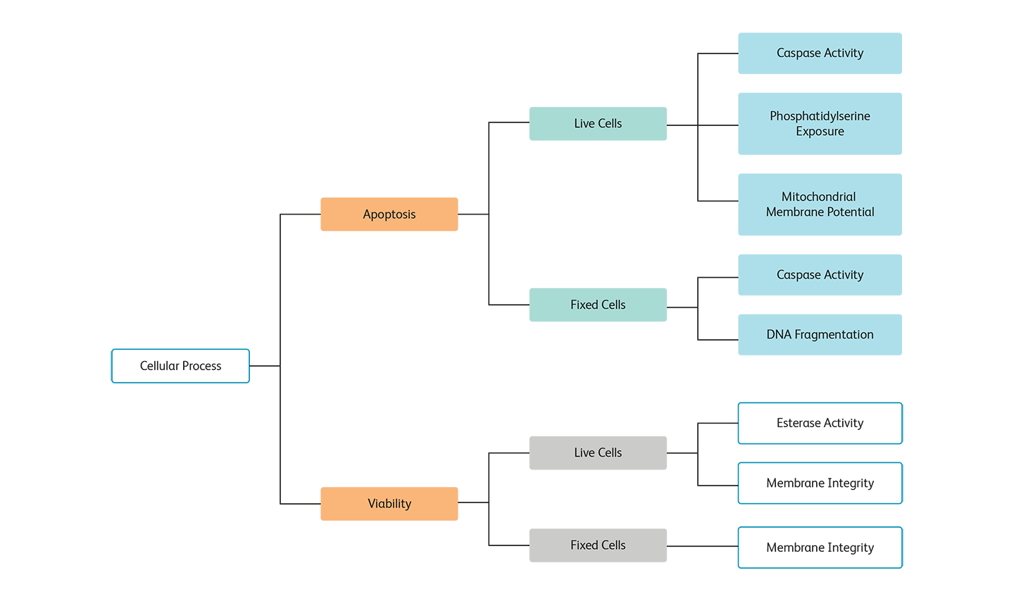 Diagram showing the cellular process and steps for apoptostis compared to cell viability. Diagram showing the cellular process and steps for apoptostis compared to cell viability.