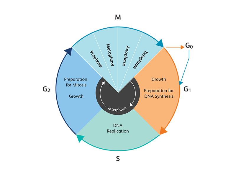 Chart showing stages of interphase changes for the cell cycle. Chart showing stages of interphase changes for the cell cycle.