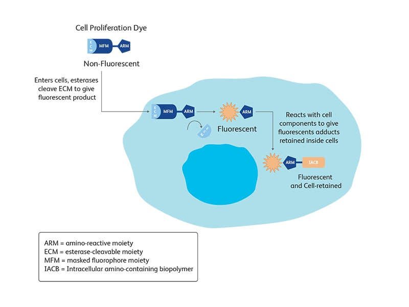 Diagram showing how cell proliferation dye enters and affects cells. Diagram showing how cell proliferation dye enters and affects cells.