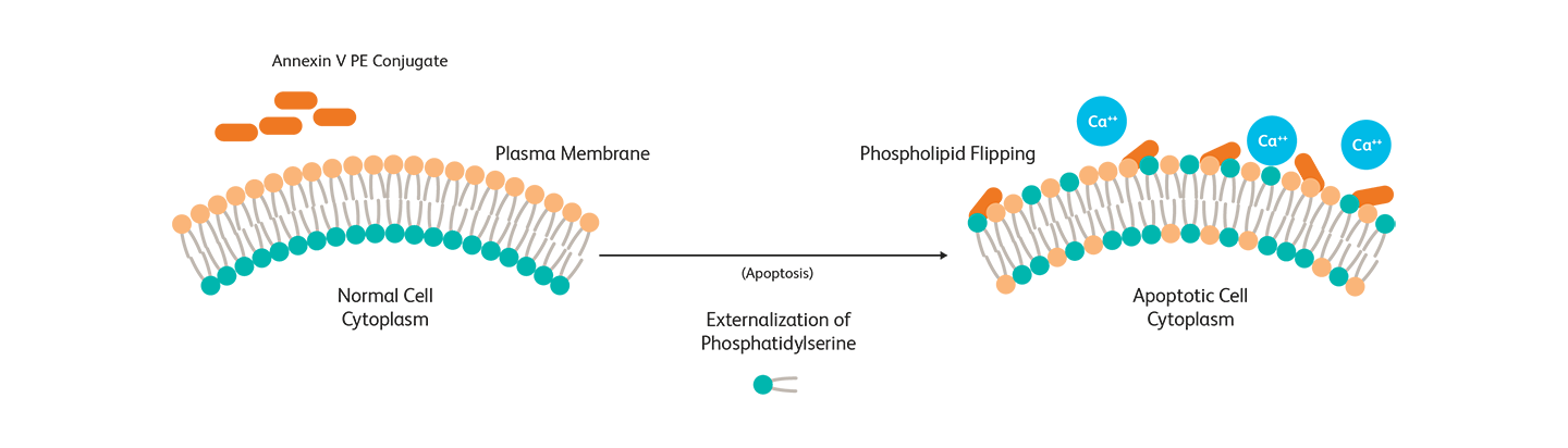 Diagram showing apoptosis of external phosphatidylserine. Diagram showing apoptosis of external phosphatidylserine.