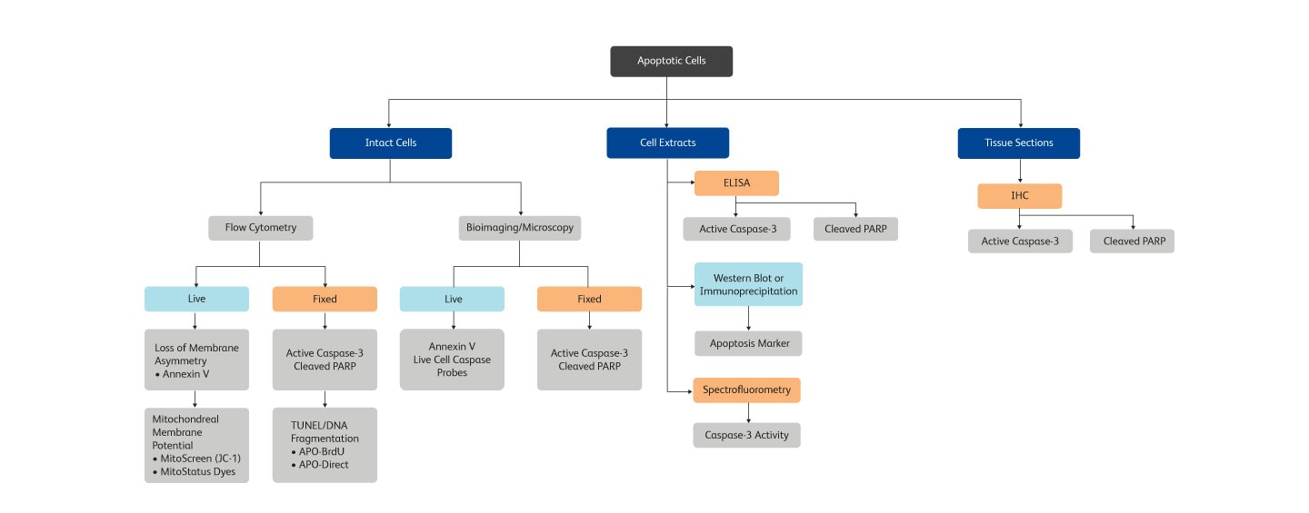 Diagram showing steps for apoptoic cells broken down between intact cells, cell extracts, and tissue sections. Diagram showing steps for apoptoic cells broken down between intact cells, cell extracts, and tissue sections.