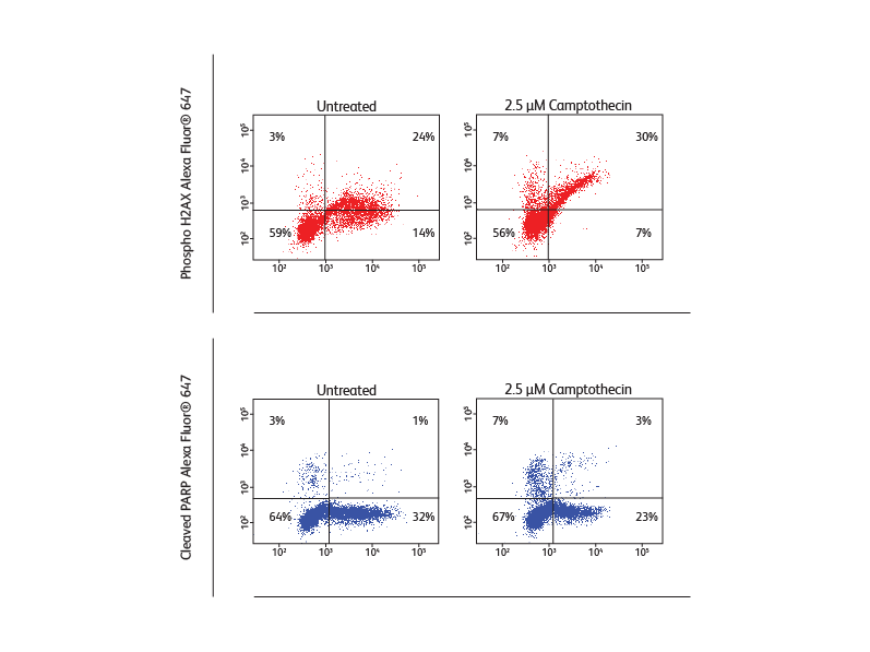 Data sets comparing cleaved PARP Alexa®Fluor and PhosphoH2AX AlexaFluor®647 results. Data sets comparing cleaved PARP Alexa®Fluor and PhosphoH2AX AlexaFluor®647 results.