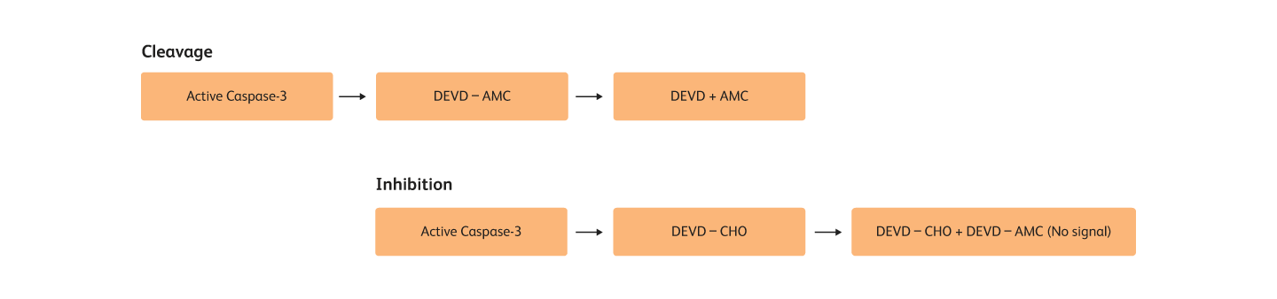 Diagrams showing stages of cleavage and inhibition. Diagrams showing stages of cleavage and inhibition.