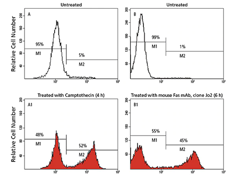 Data showing relative cell number of untreated and treated cells using camptothecin and mous Fas mAb. Data showing relative cell number of untreated and treated cells using camptothecin and mous Fas mAb.