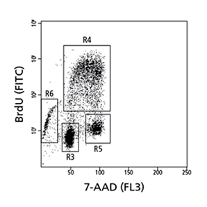 Data comparing BrdU FITC and APC results. Data comparing BrdU FITC and APC results.