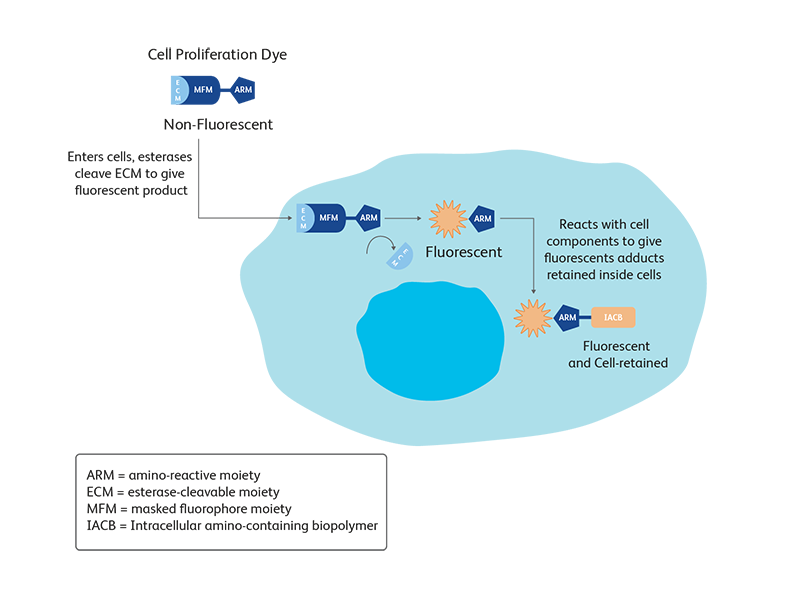 Diagram showing how cell proliferation dye enters and affects cells. Diagram showing how cell proliferation dye enters and affects cells.