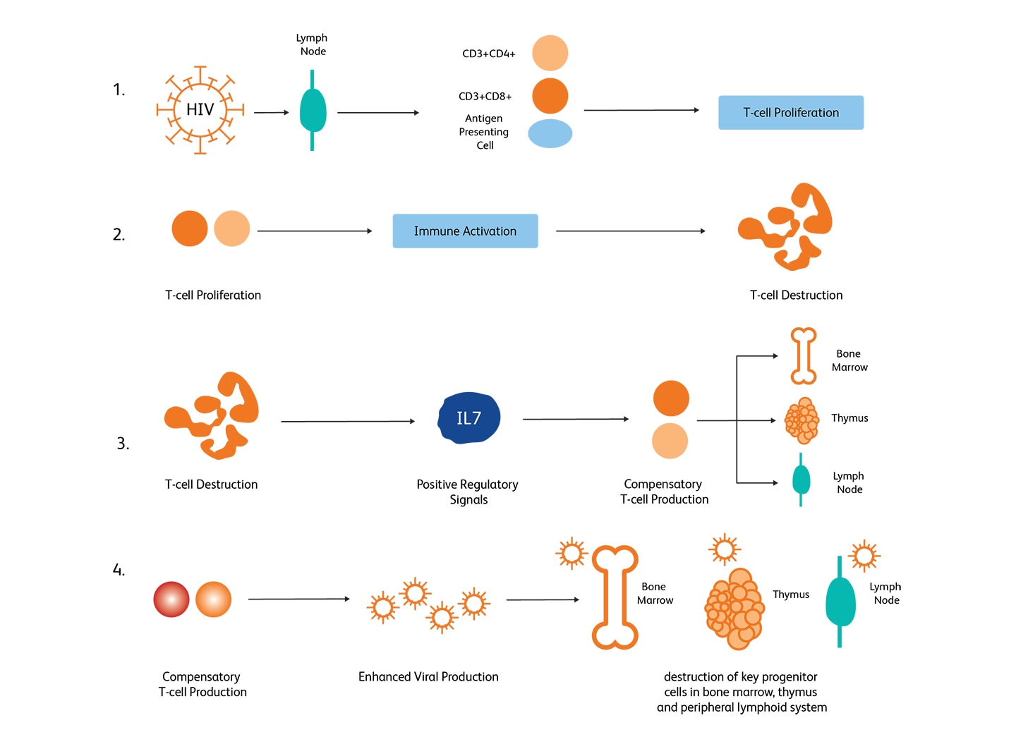 Chart displaying HIV-mediated CD4+ T-cell depletion Chart displaying HIV-mediated CD4+ T-cell depletion