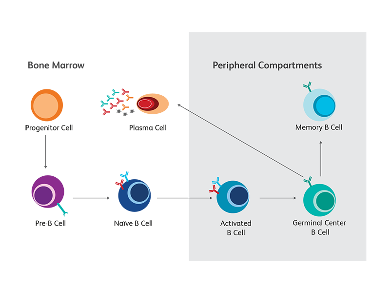Diagram showing B cell maturation stages. Diagram showing B cell maturation stages.