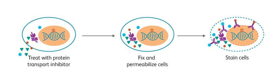 Diagram showing stain cells as they permeate cells. Diagram showing stain cells as they permeate cells.