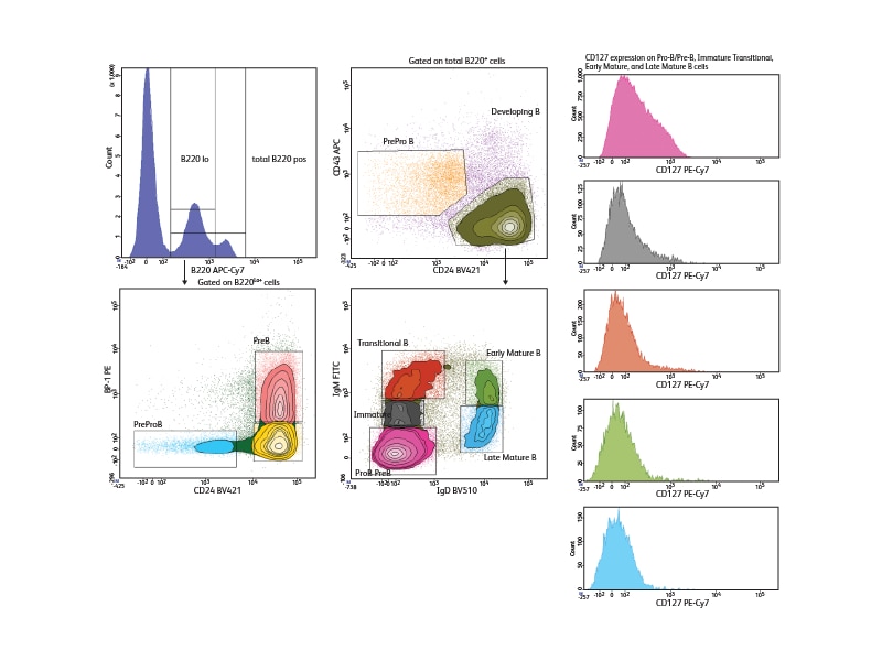 Data sets showing analysis of bone marrow b-cells. Data sets showing analysis of bone marrow b-cells.