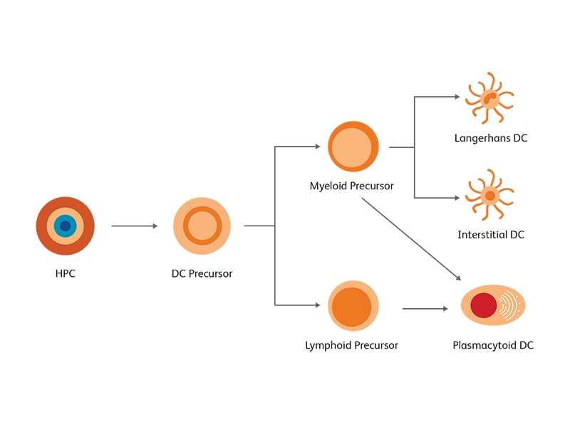 Diagram showing steps for development of dendritic cells. Diagram showing steps for development of dendritic cells.