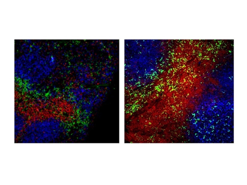 Image comparing two different cell stains. Image comparing two different cell stains.