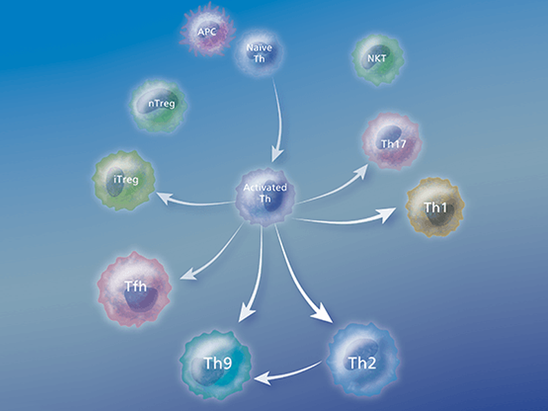 Cd3 Mature T Cells