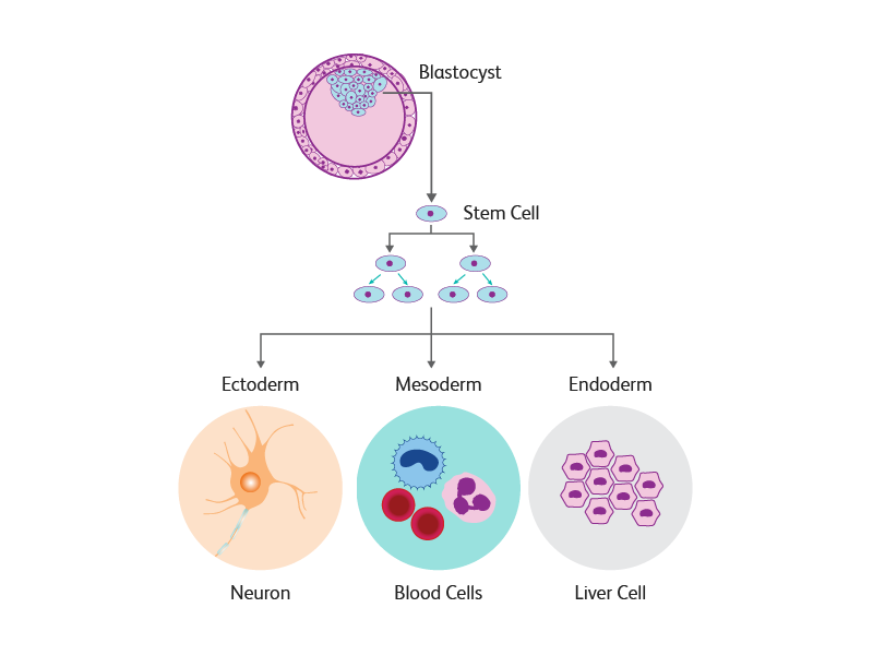 embryonic stem cells diagram