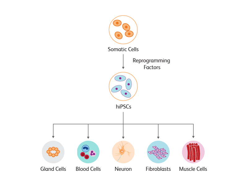 embryonic stem cells diagram