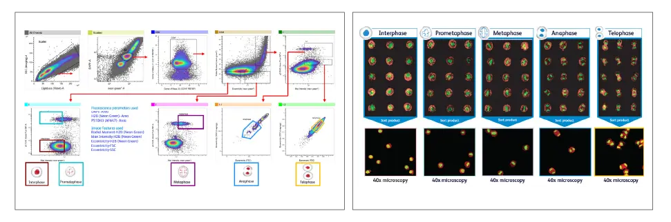 Identification of Phagocytic Cells