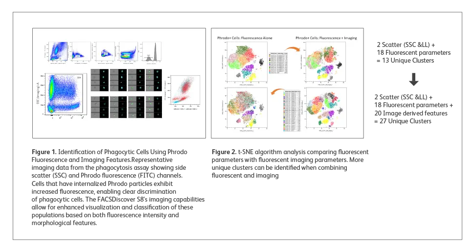 Identification of Phagocytic Cells