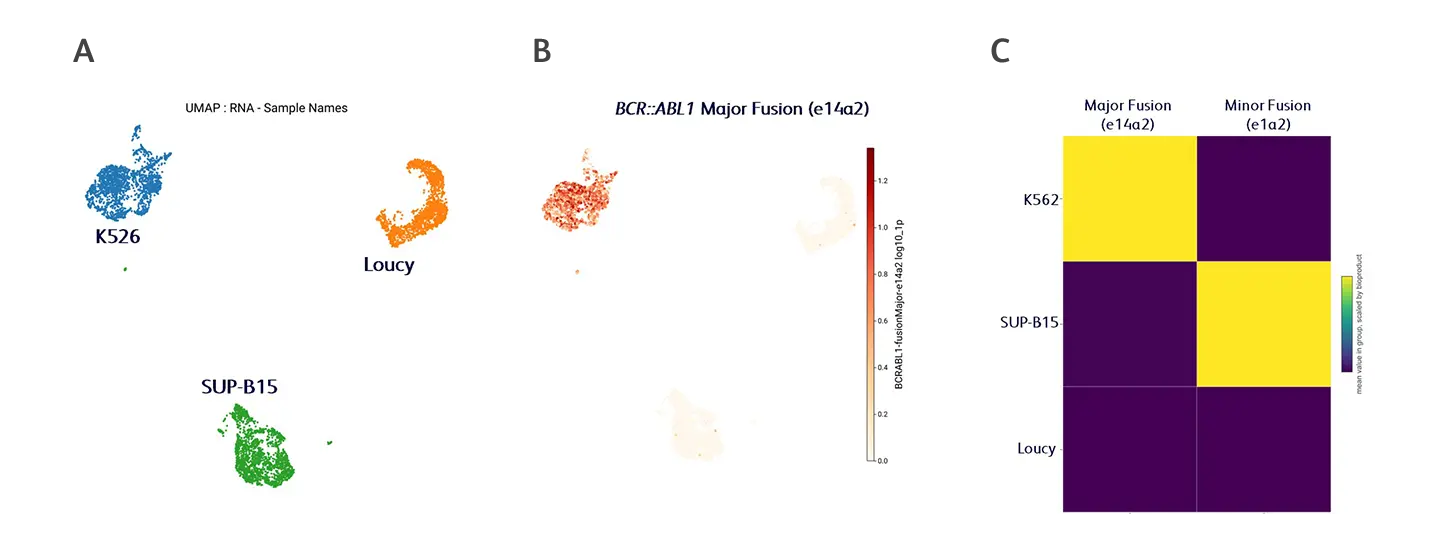 BD Rhapsody Bead BCR Detection