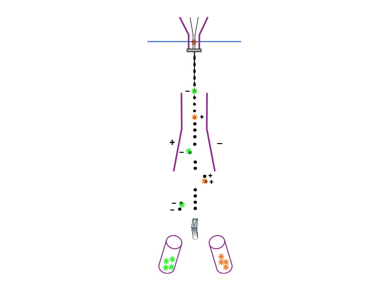 Diagram showing positive and negatively charged cells. Diagram showing positive and negatively charged cells.