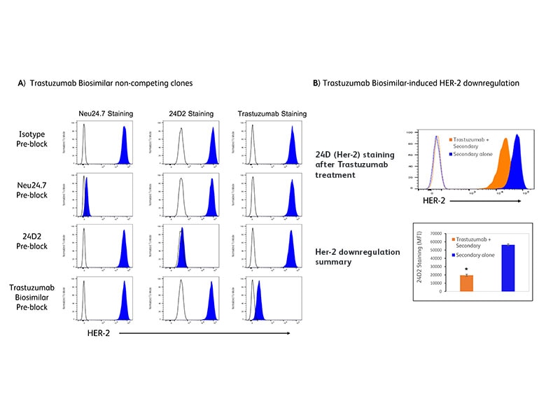 Neu24.7 and 24D2 antibodies permit HER-2 assessment in the presence of Trastuzumab biosimilar. Neu24.7 and 24D2 antibodies permit HER-2 assessment in the presence of Trastuzumab biosimilar.