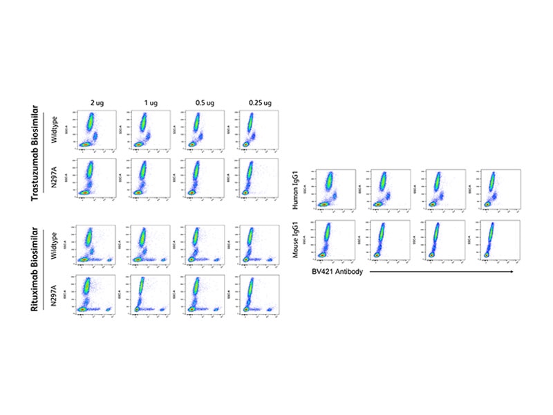 Fc-mutant N297A biosimilars demonstrate improved staining performance compared to wild-type counterparts. Fc-mutant N297A biosimilars demonstrate improved staining performance compared to wild-type counterparts.