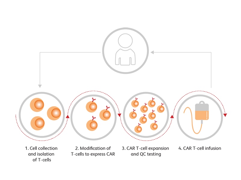 Diagram showing steps to collect and isolate T-Cells from an individual and tests performed on them. Diagram showing steps to collect and isolate T-Cells from an individual and tests performed on them.