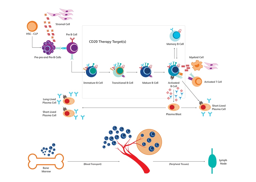 Diagram showing cells at various stages of CD20 Therapy treatment. Diagram showing cells at various stages of CD20 Therapy treatment.