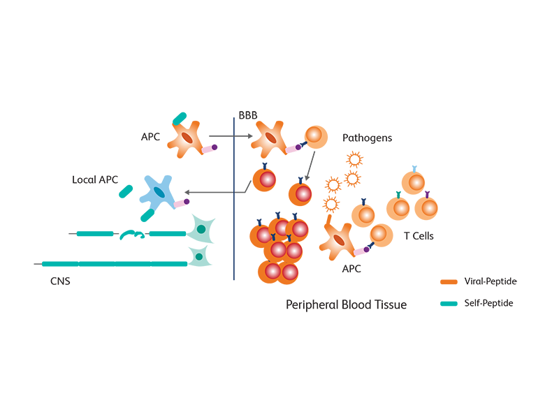 Diagram showing peripheral blood tissue and cells. Diagram showing peripheral blood tissue and cells.