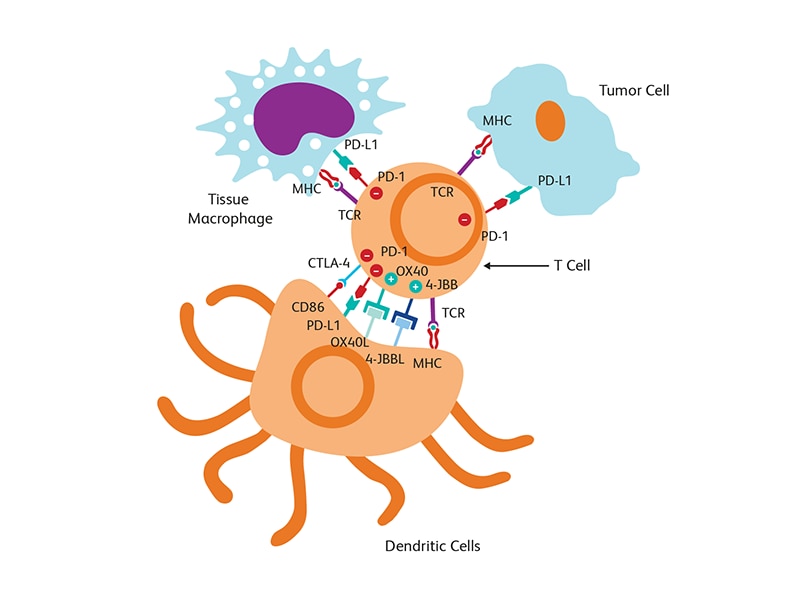 Diagram showing dendritic cells interacting with tissue machrophage and tumor cell. Diagram showing dendritic cells interacting with tissue machrophage and tumor cell.