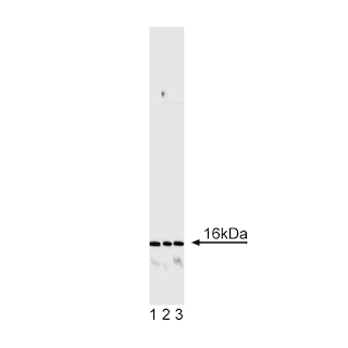 BD PharmingenTM Purified Mouse Anti-Human CD247 with Control
