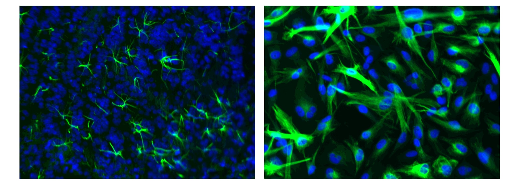 Bページ Amazon.com : GETPARTS R29797000 New Printhead for SATO CL4NX