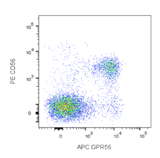 BD PharmingenTM APC Mouse Anti-Human GPR56