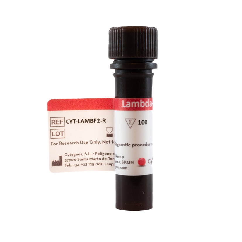 cyt-lambf2-r_01.png