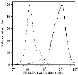 SSEA4_PE_19805.png