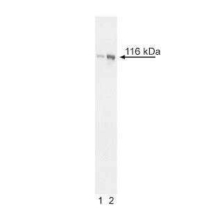 BD PhosflowTM Alexa Fluor 647 Mouse anti-Pyk2 (pY402)