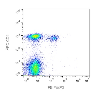 BD PharmingenTM PE Rat anti-Mouse Foxp3