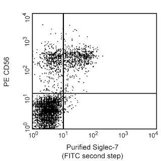 BD PharmingenTM Purified Mouse Anti-Human CD328