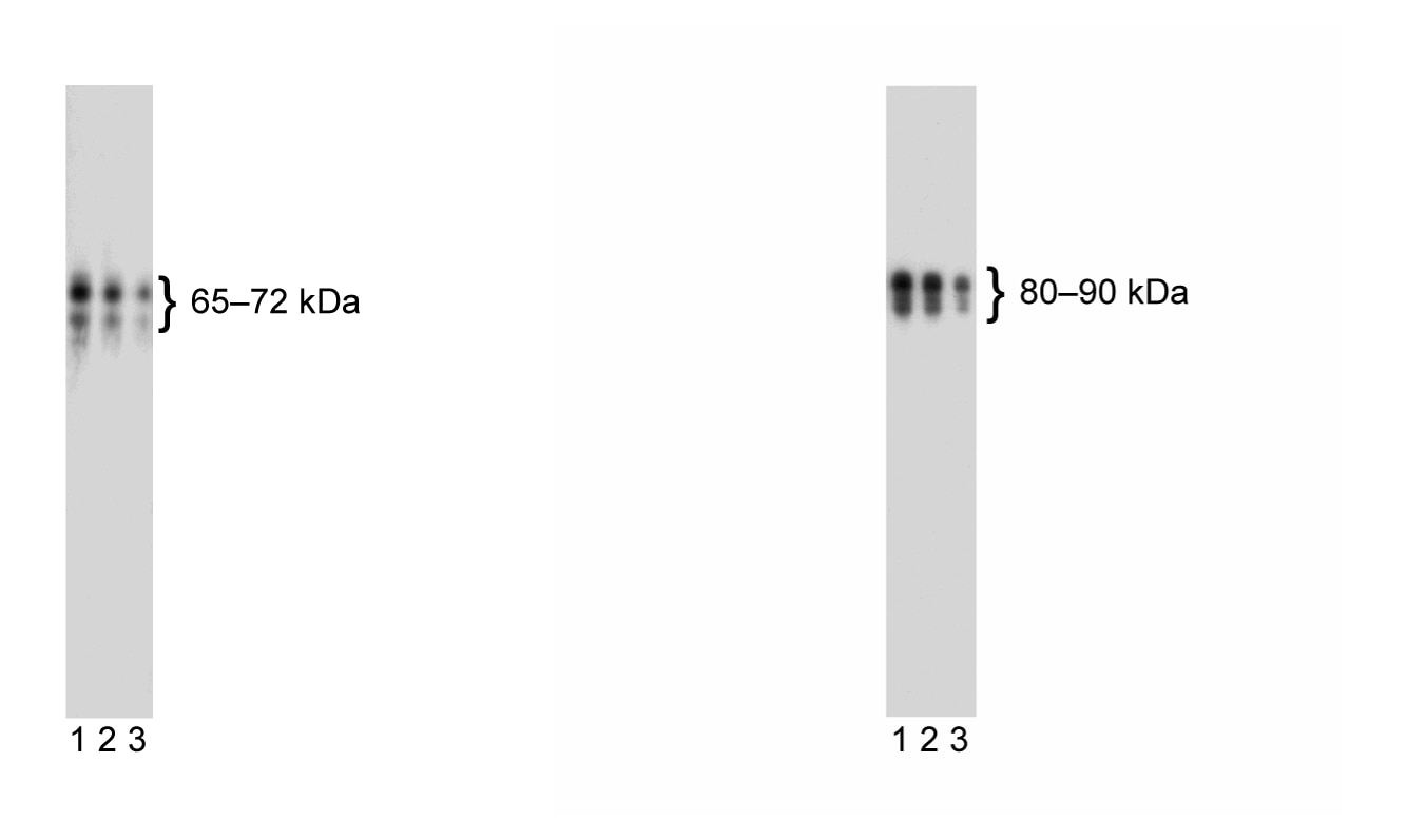 562137Image1.png