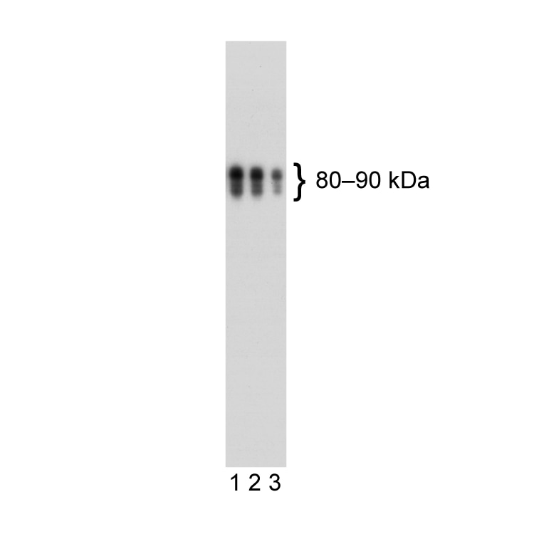 562137_image_2.png