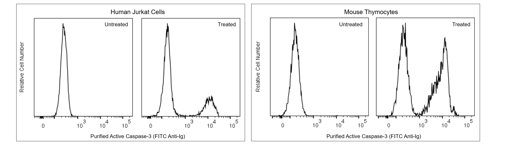 Purified Rabbit Anti-Active Caspase-3