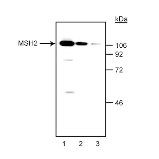 BD PharmingenTM Purified Mouse Anti-Human MSH-2