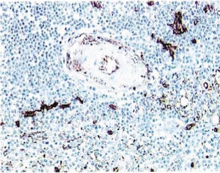BD PharmingenTM Purified Mouse Anti-Human CD34